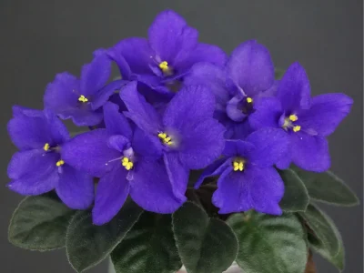 Little Ebony (S. Sorano)