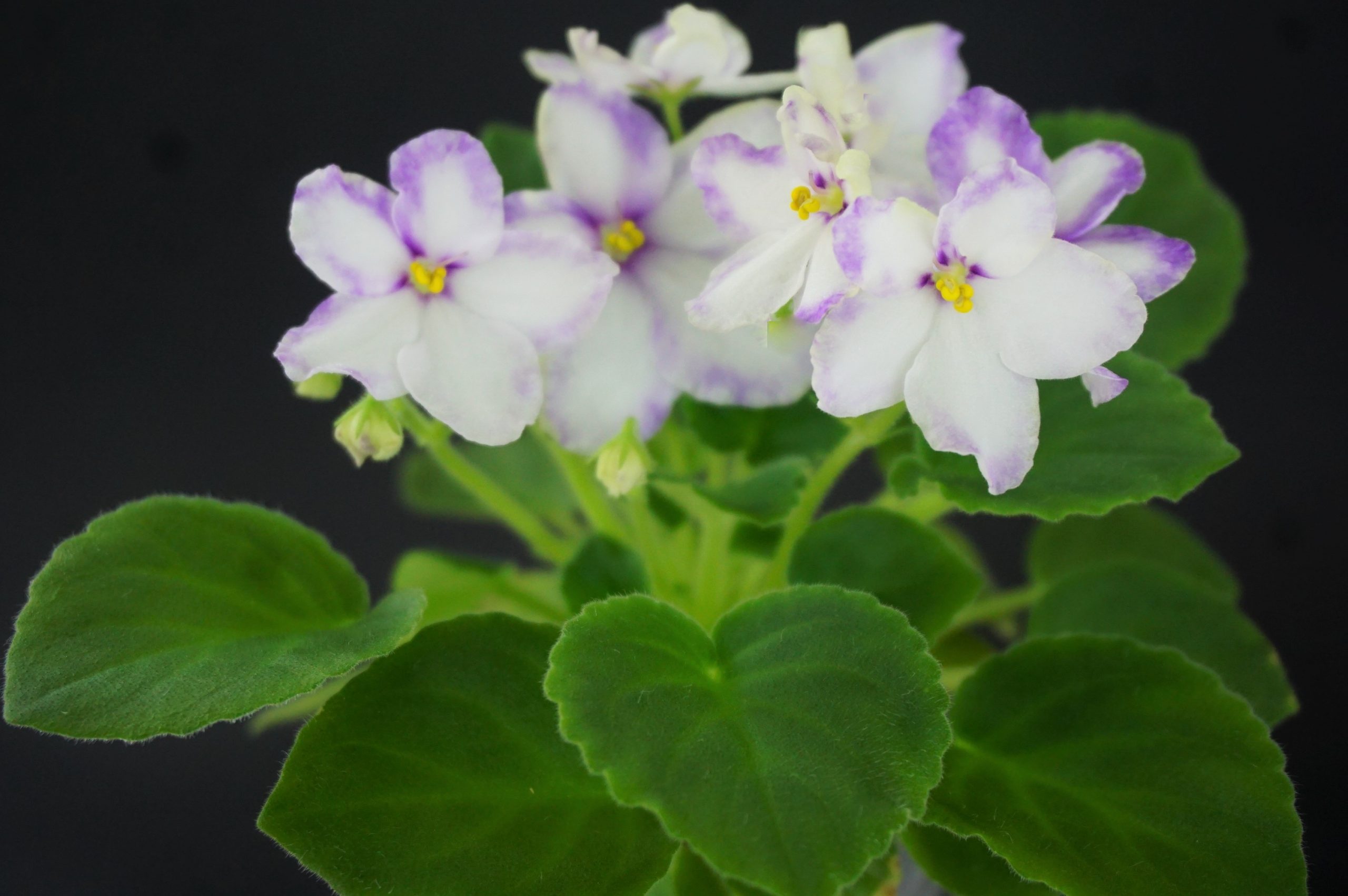 АВСектор Приз (Фиалковод) — African Violet collection