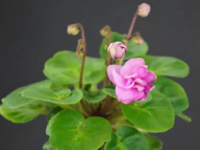 Bon-bon (F. Richter)