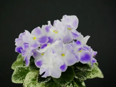 Heinz's Little Nugget (H. Dornbusch)