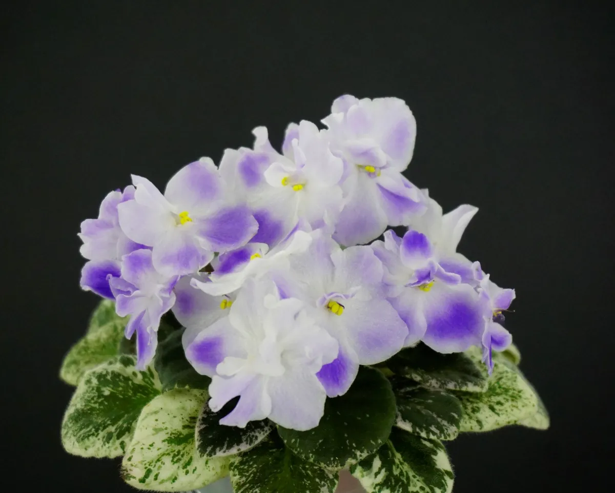 Heinz's Little Nugget (H. Dornbusch) - VioletViol - Home Garden