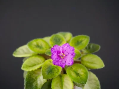 Rob's Red Mist (R.Robinson)