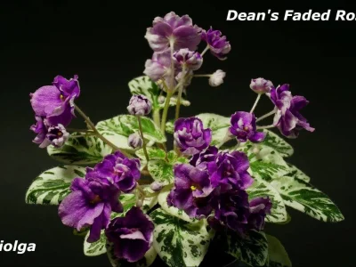 Dean`s Faded Rose (C.Hobbs/H.Hobbs)
