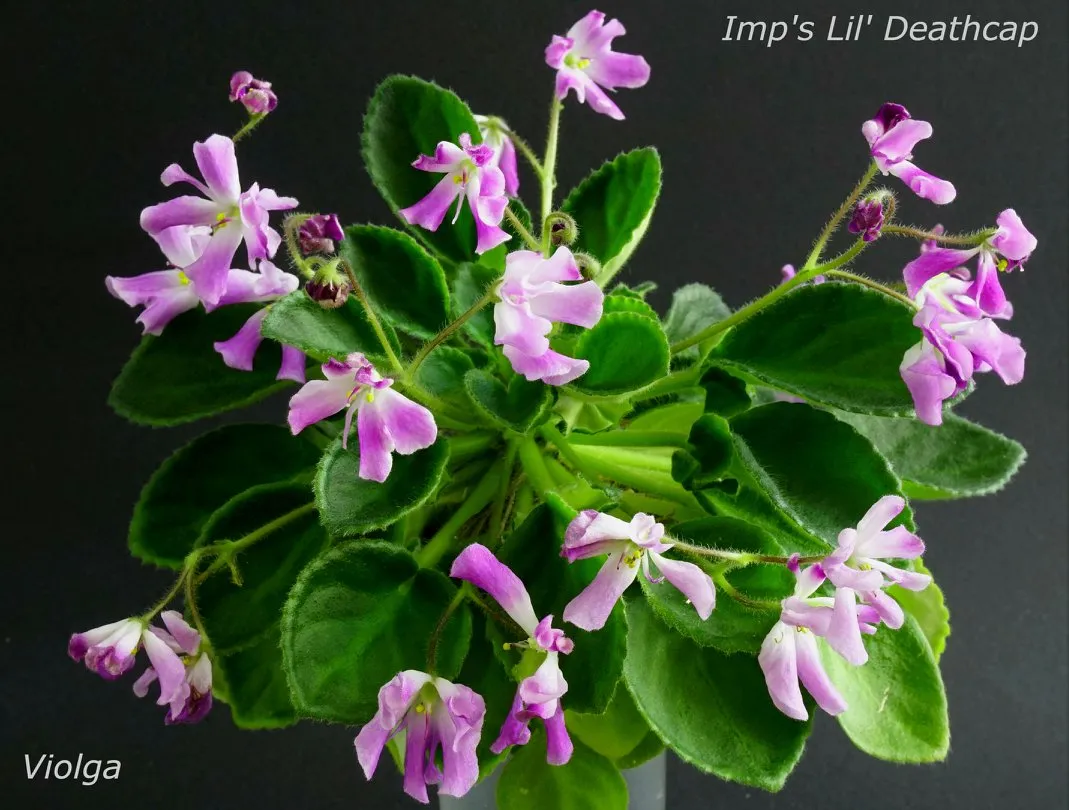 Imp's Lil' Deathcap (J. Jackson) - VioletViol - Home Garden: 1850+
