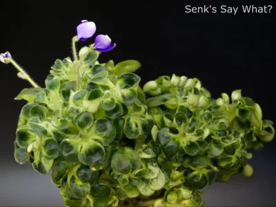Senk's Say What? (R.Follett/D.Senk)