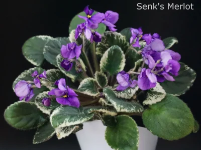 Senk's Merlot (R. Follett/D. Senk)