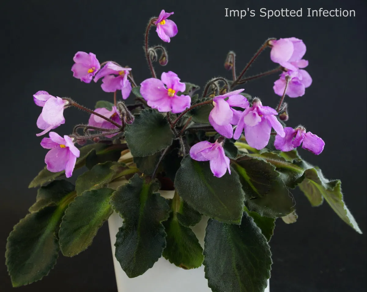 Imp's Spotted Infection (J.Jackson) - VioletViol - Home Garden