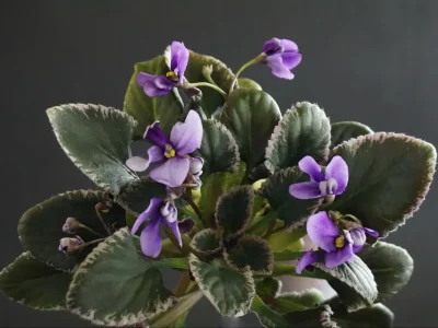 Senk's Beanstalk (R. Follett/D. Senk)
