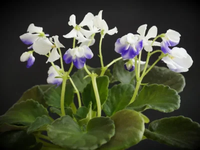 Senk's Blue Ice (R. Follett/D. Senk)