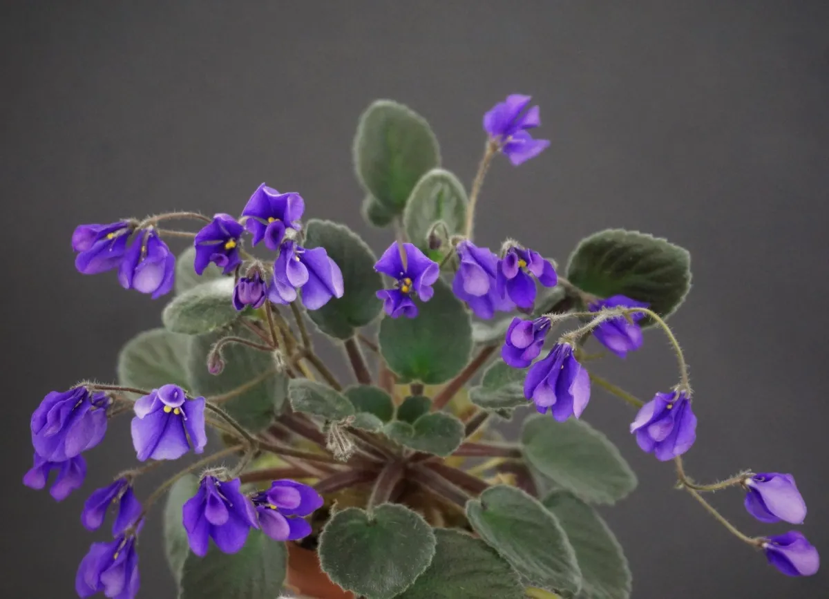 ミステリアスソワレブラジャー&amp;ソング、パープル Sora Fuzzy Face African Violet Saintpaulia 4 inch – Harmony Foliage