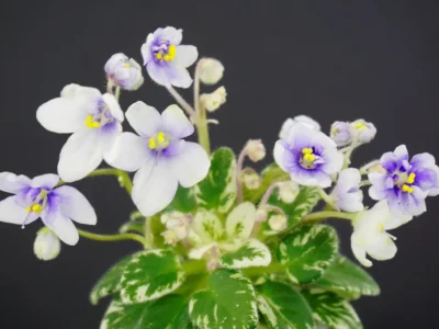 Baby Moonbeam (H. Pittman)