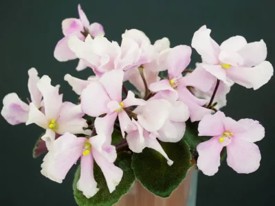 Imp's Acrodynia Fairy (J. Jackson)