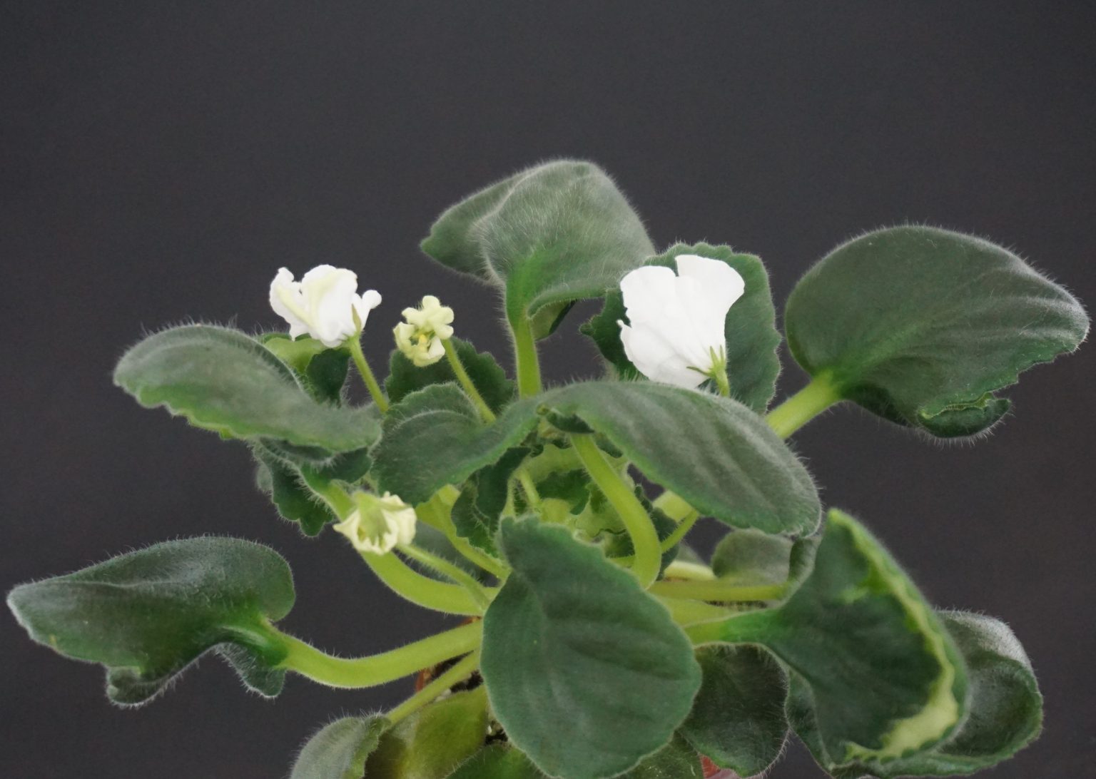 DS-Эндорфин (Dimetris) - VIOLETVIOL PLANTS COLLECTION