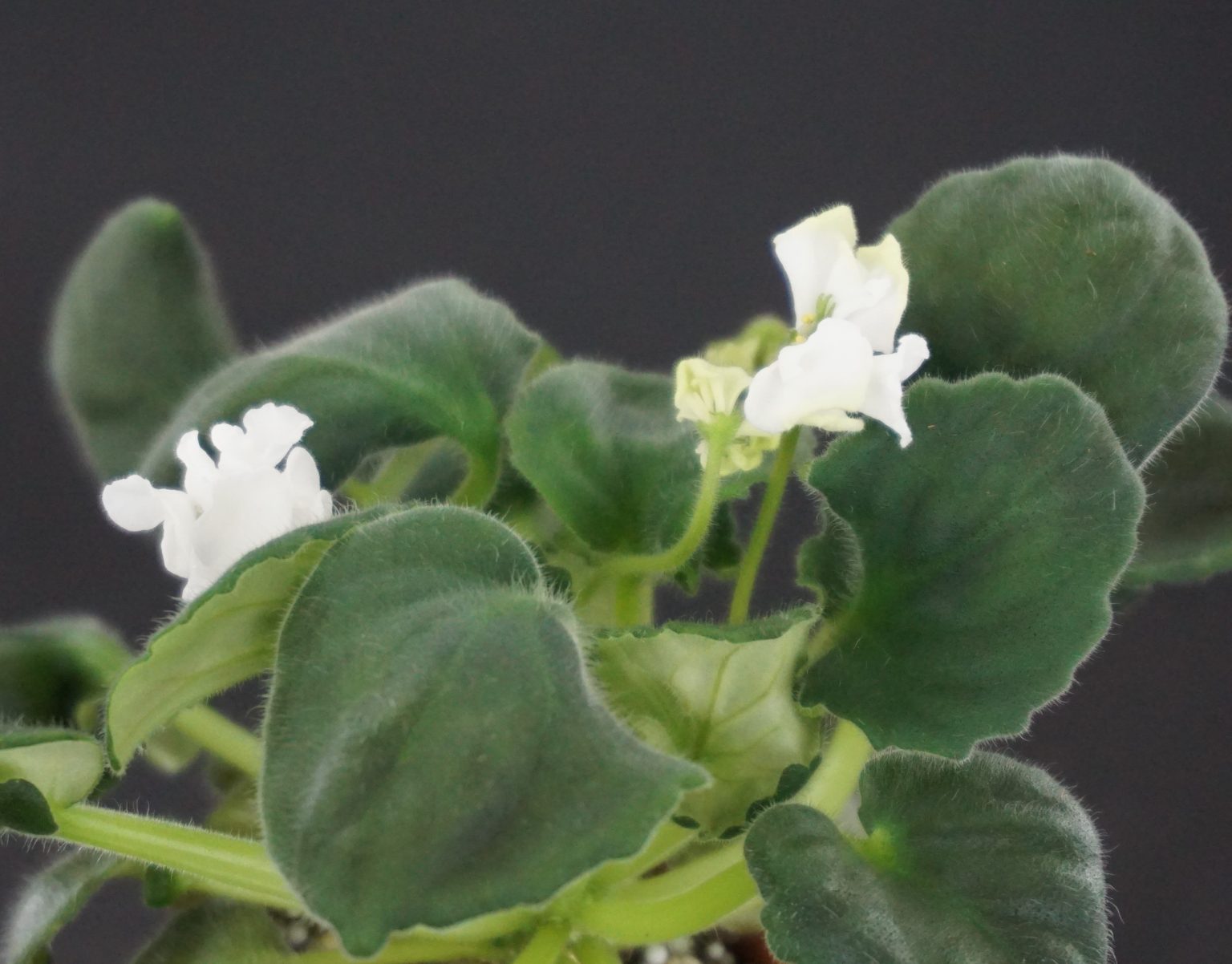 DS-Эндорфин (Dimetris) - VIOLETVIOL PLANTS COLLECTION