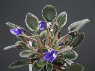 Senk's Royalty (R.Follett/D.Senk)