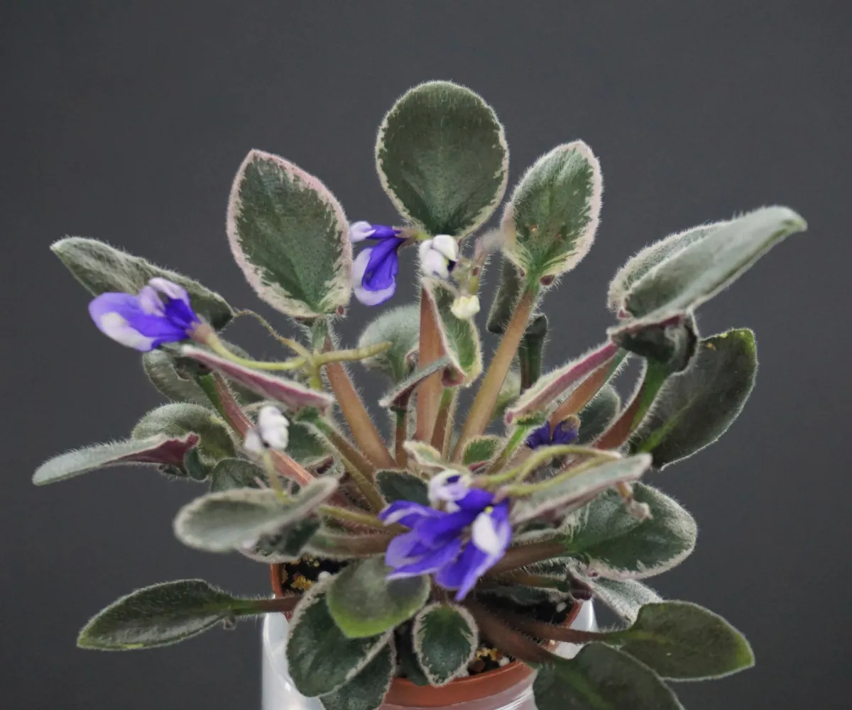 Senk's Royalty (R.Follett/D.Senk)