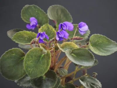 Senk's Blue Cascade (R. Follett/D. Senk)