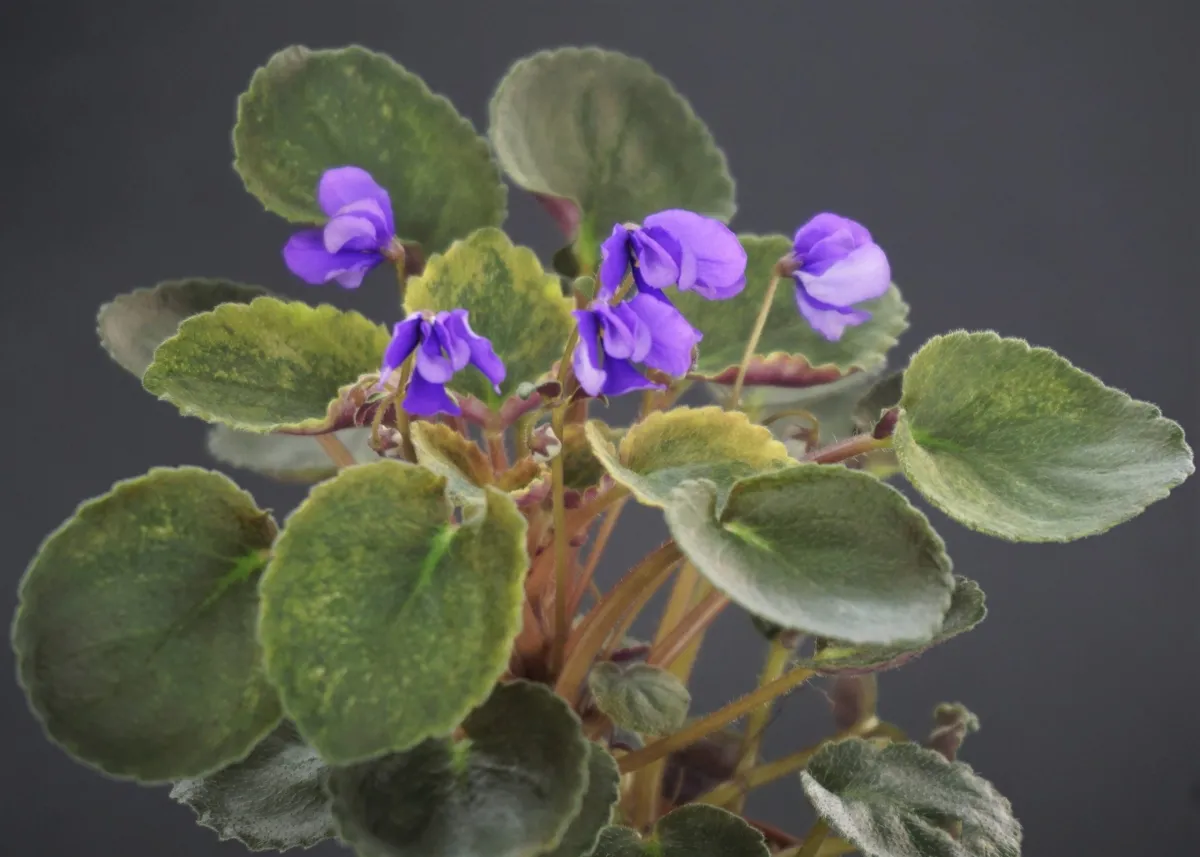 Senk's Blue Cascade (R. Follett/D. Senk)