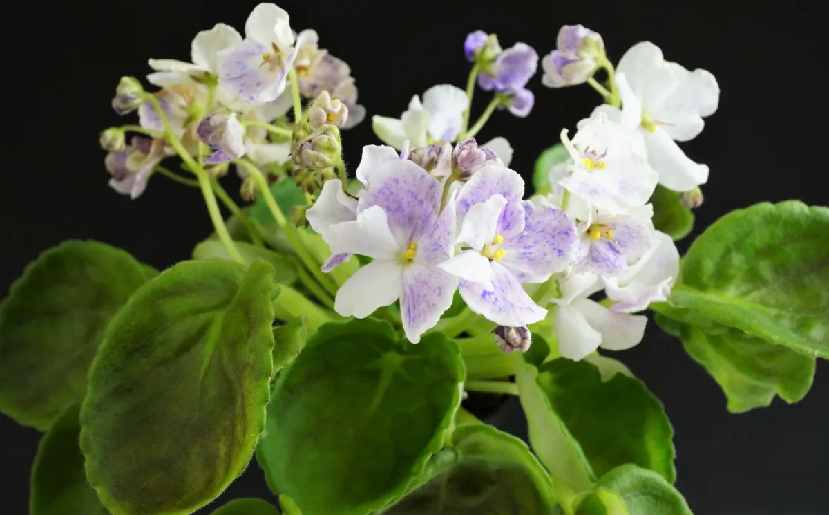 Senk's Fantasy Wasp Variant - VioletViol - Home Garden: 1850+ African ...