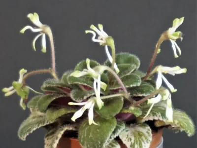 Senk's Vespa Verde green (R.Follett/D.Senk)