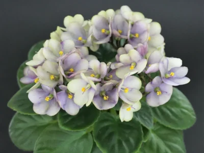 Optimara Little Trio (M.Holtkamp)
