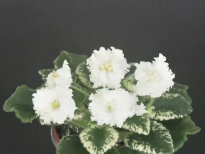 Morgan's Brittany White (C.Eros)