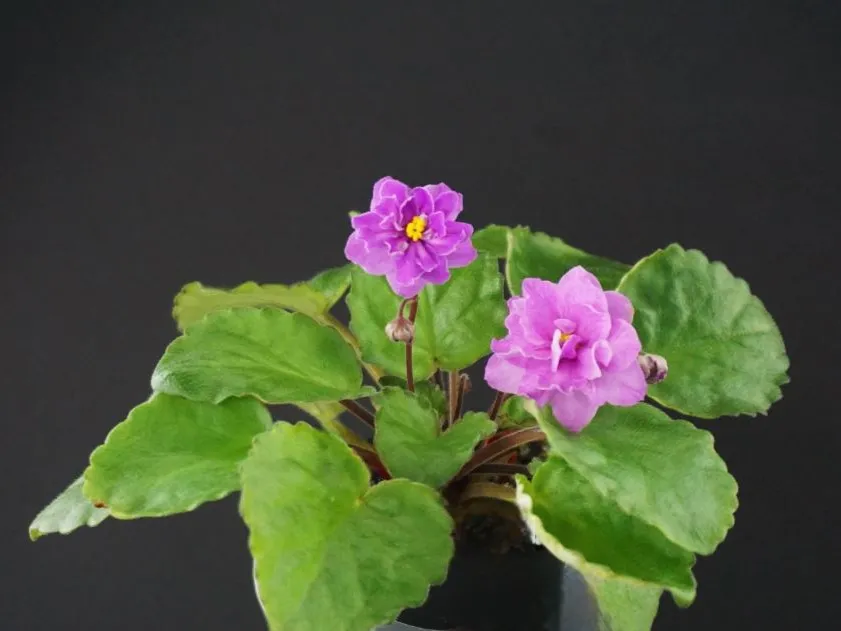 Barbara Jane Trail (P. Harris) - VioletViol - Home Garden: 1850+