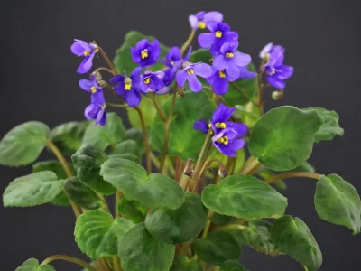 Saintpaulia brevipilosa
