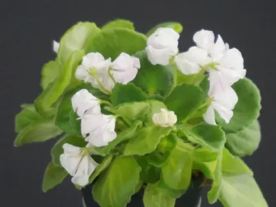 DS-Сады Любви (Dimetris)