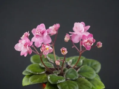 ГЕА-Пудровая Роза (Е.Галицкая)