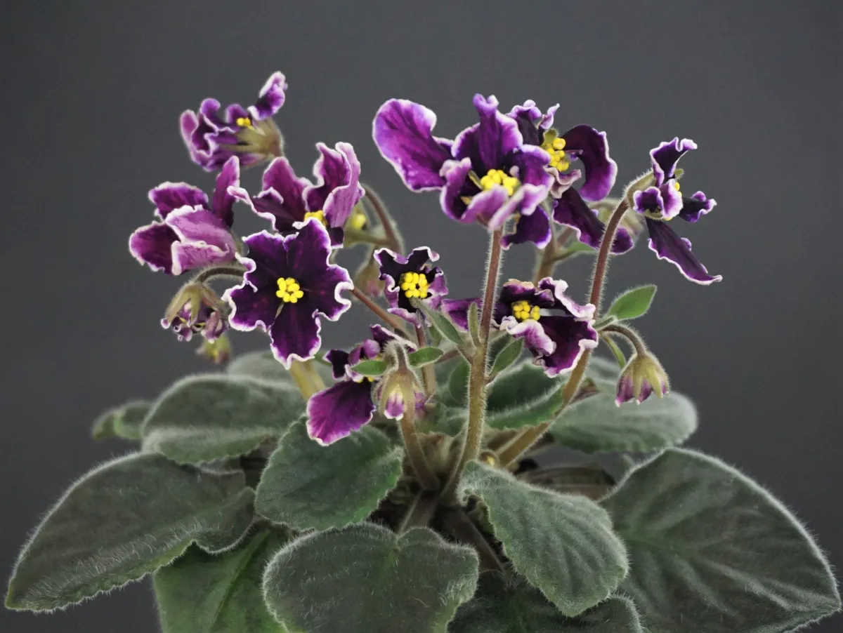 НД-Экспрессия (Н.Данилова-Суворова) - VioletViol - Home Garden