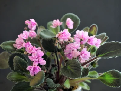 Nosegay Pink (J.Swift)