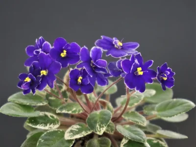 Rainbow's Peewee Nocturne (R.Wasmund)
