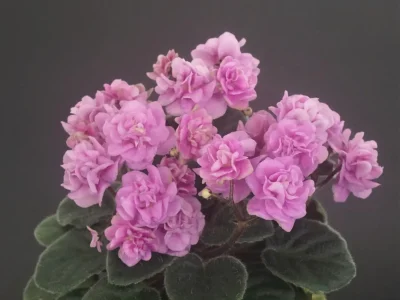 Rosy Cheeks (LLG/P.Sorano)