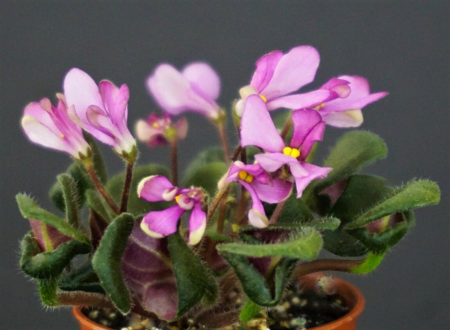 Wesley's Vampyre Concertina (W.Carter) VIOLETVIOL PLANTS COLLECTION