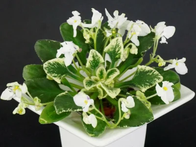 Senk's Snow Fairy (R. Follett/D. Senk)