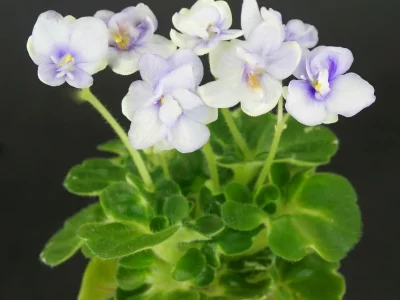 Senk's Green Goddess (R.Follett/D.Senk)