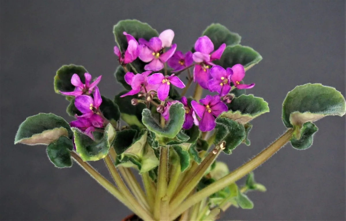 Hunter's Wanna See my Stinger (K.Muzalewski) - VioletViol - Home
