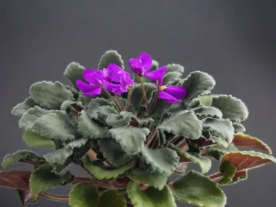 Wesley's Lyfe Force (W.Carter)