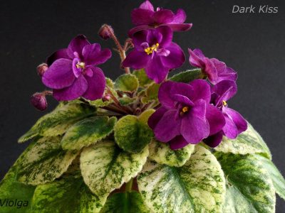 Dark Kiss (LLG)