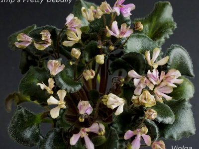 Imp’s Pretty Deadly (J.Jackson)