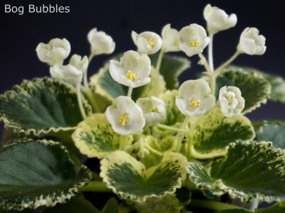 Imp`s Bog Bubbles (J.Jackson)