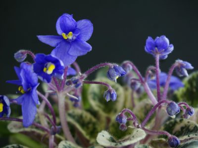 Dean's Lavender Blue (C.Hobbs/H.Hobbs)