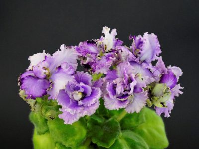 Imp`s Berry Smash (J.Jackson)