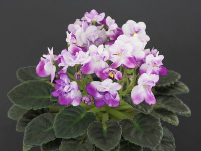 Hunter`s Hot Lips  (K.Muzalewski)