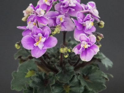 Fay's Madeleine (F.Wagman)