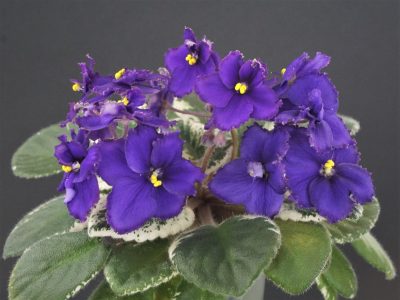 Morgan's Mauevelous (C.Eros)
