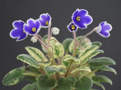 School Bells (C.Cornibe)