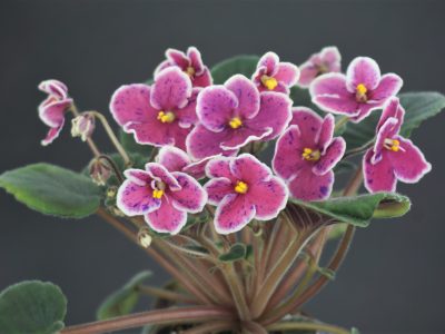 Mac's Carnival Clown (G.McDonald)
