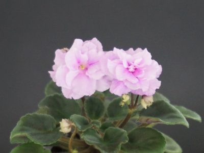 Rosy Pink (P.Sorano/LLG)